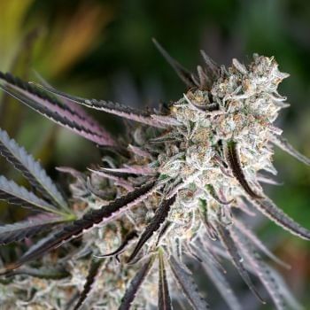 Peanut Butter Breath Fast Feminised Seeds-HDS-PBBR-FAST-FEM
