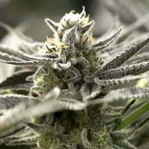 OGKZ Auto Feminised Seeds-HDS-OGKZ-AUTO-FEM