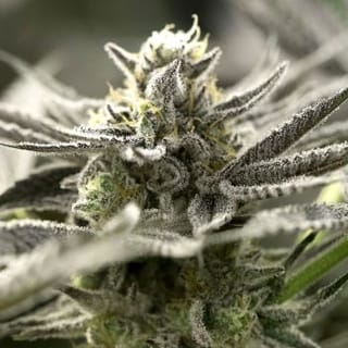 OGKZ Auto Feminised Seeds-HDS-OGKZ-AUTO-FEM