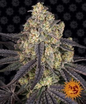 Kush Mintz Feminised Seeds-BFS-KM-FEM