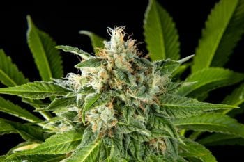 Da Critical Feminised Seeds-PHIL-DACRIT-FEM