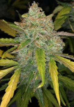 Purple Sunset Auto Feminised Seeds-PHIL-PURPSUN-AUTO-FEM