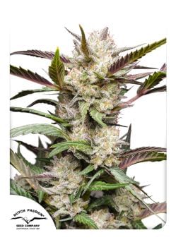 Mimosa Punch Auto Feminized Seeds-dutch-passion-mimosa-punch-auto
