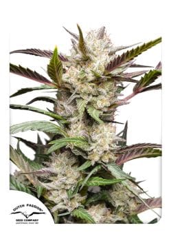 Mimosa Punch Auto Feminised Seeds-dutch-passion-mimosa-punch-auto