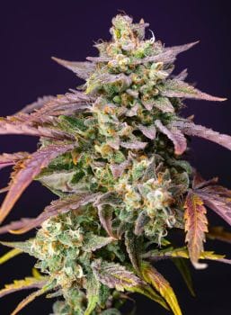 Purple Punch OG XL Auto Feminised Seeds-SS-PPOGXL-AUTO-FEM