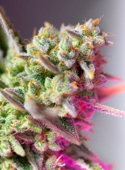 Sweet Mimosa XL Auto Feminised Seeds-SS-SMIMXL-AUTO-FEM