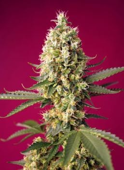 Skywalker OG Runtz XL Auto Feminised Seeds-SS-SKYOGRXL-AUTO-FEM