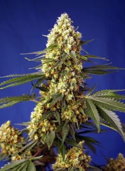 Strawberry Banana Gelato XL Auto Feminised Seeds-SS-SBGXL-AUTO-FEM