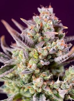 Sweet Zenzation XL Auto Feminised Seeds-SS-SWZXL-AUTO-FEM