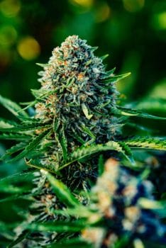 Gummibears Auto Feminised Seeds-ATL-GB-AUTO-FEM