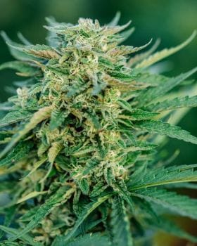 Grease Gun Auto Feminised Seeds-ATL-GRG-AUTO-FEM
