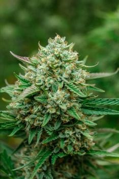 Froot by the Foot Auto Feminised Seeds-ATL-FBTF-AUTO-FEM