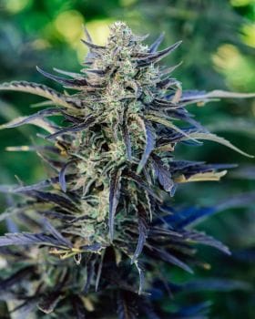Fog Dog Auto Feminised Seeds-ATL-FOGD-AUTO-FEM