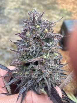 Cotton GMO Auto Feminised Seeds-ATL-CGMO-AUTO-FEM