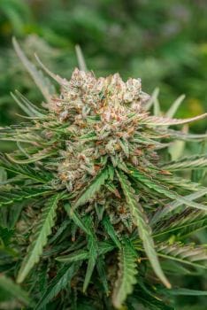 GMO OG Auto Feminised Seeds-ATL-GMOOG-AUTO-FEM