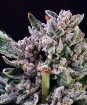 Gelato 41 Feminised Seeds-ATL-GEL41-FEM