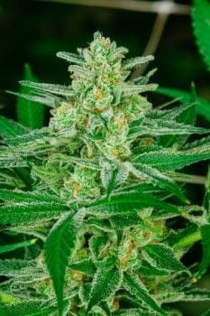 Blue Dream Feminised Seeds-ATL-BLDR-FEM