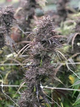 Pai-Gow Fast Feminised Seeds-ATL-PGOW-FAST-FEM