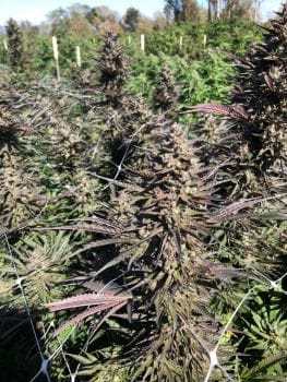 Mendo Candy Fast Feminised Seeds-ATL-MCANDY-FAST-FEM