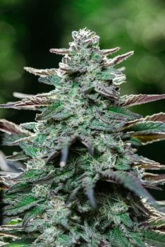 King Kong Fast Feminised Seeds-ATL-KK-FAST-FEM