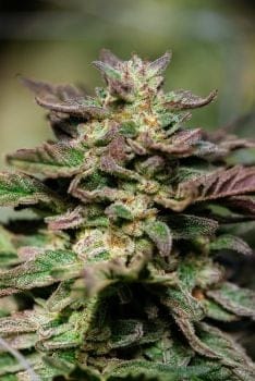 Dosidos Fast Feminised Seeds-ATL-DSD-FAST-FEM