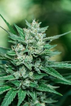 Papa Smurf Fast Feminised Seeds-ATL-PAPA-FAST-FEM