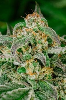Sugar Cookies Fast Feminised Seeds-ATL-SUGAR-FAST-FEM