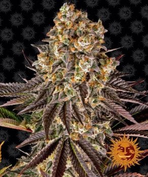 Gelato 45 Feminised Seeds-BFS-GEL45-FEM