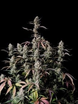 Gorilla Zkittlez Auto Feminised Seeds-FB-GORZKITT-AUTO-FEM