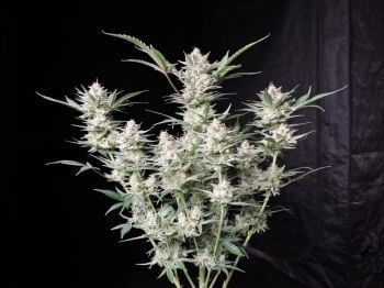 Strawberry Gorilla Auto Feminised Seeds-FB-STRGOR-AUTO-FEM