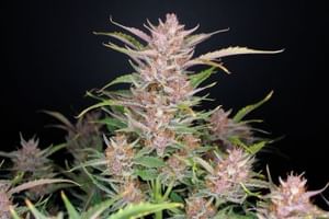 Gorilla Punch Auto Feminised Seeds-FB-GORPUN-AUTO-FEM