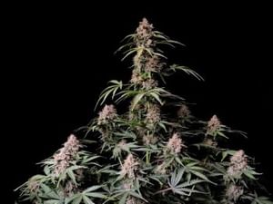 Amnesia Zkittlez Auto Feminised Seeds-FB-AMNZKITT-AUTO-FEM