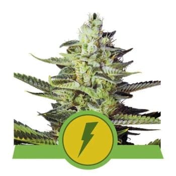 North Thunderfuck Auto Feminised Seeds-RQS-NTHF-AUTO-FEM