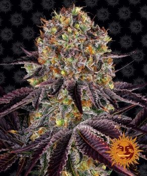Runtz x Layer Cake Feminised Seeds-BFS-RUNLC-FEM