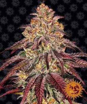 Mimosa x Orange Punch Auto Feminised Seeds-BFS-MIMOP-AUTO-FEM