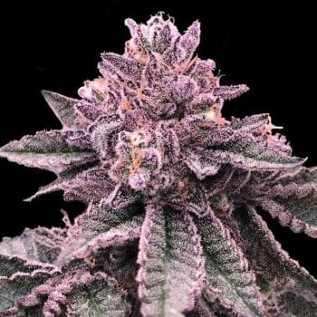 DNA Cake Feminised Seeds-DNA-DNACAK-FEM