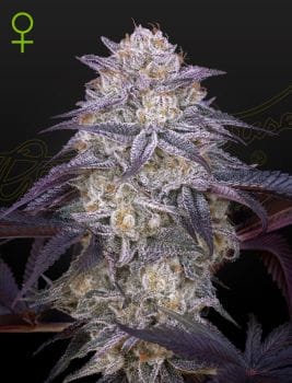 King's Juice Auto Feminised Seeds-GH-KJ-AUTO-FEM