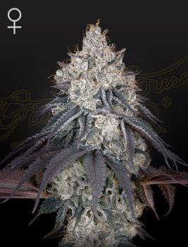 Lemon Orange Feminised Seeds-GH-LEMOR-FEM
