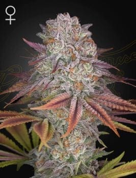 Pulp Friction Feminised Seeds-GH-PFRIC-FEM