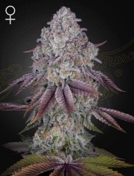 Persian Pie Feminised Seeds-GH-PERSPIE-FEM