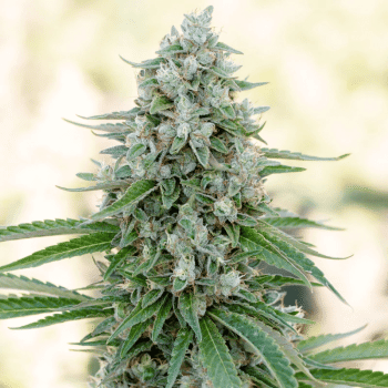 Critical Mango Feminised Seeds-SIL-CRMAN-FEM