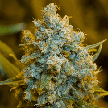 Critical Jack Feminised Seeds-SIL-CRJ-FEM