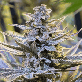 Cookielato Feminised Seeds-SIL-CL-FEM