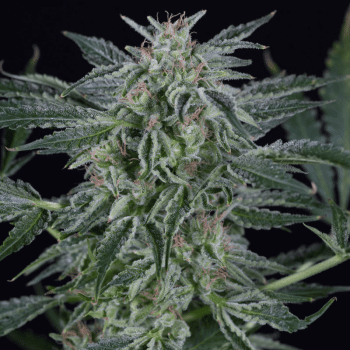 Critical Jack Auto Feminised Seeds-SIL-CRJ-AUTO-FEM