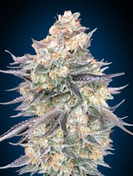 Blue Dream Feminised Seeds-00S-BLDR-FEM