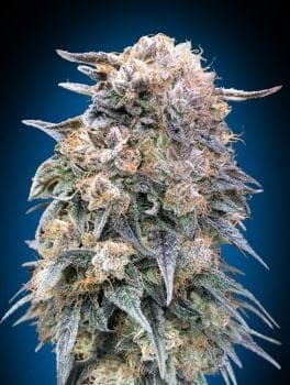 00 Kush Fast Feminised Seeds-00S-00K-FAST-FEM