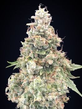 California Kush Fast Feminised Seeds-00S-CALK-FAST-FEM