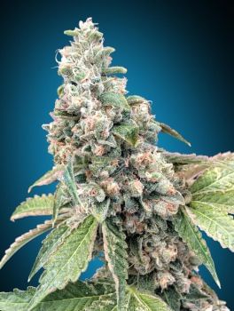 Harlequin CBD Feminised Seeds-00S-HARL-CBD-FEM