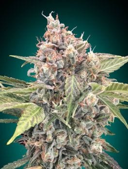 Northern Lights CBD Feminised Seeds-00S-NL-CBD-FEM