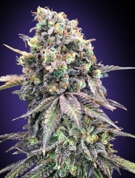 Purple Punch Feminised Seeds-00S-PURPUN-FEM